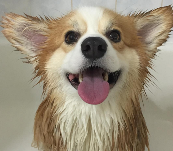 TibbyCorgiWet