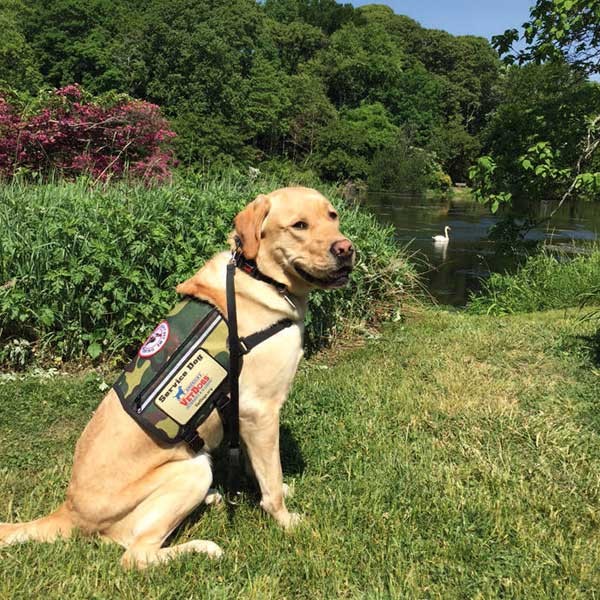 Service dog Mike. (Photo courtesy Kent Phyfe)