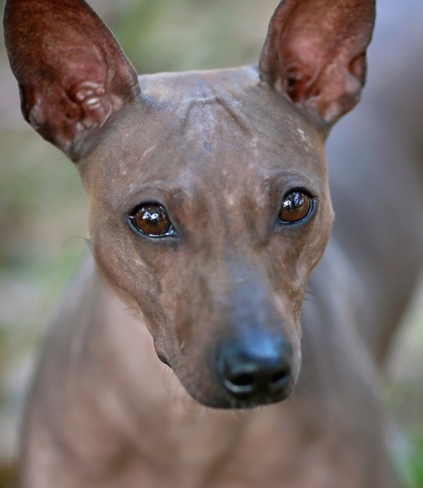 American Hairless Terrier