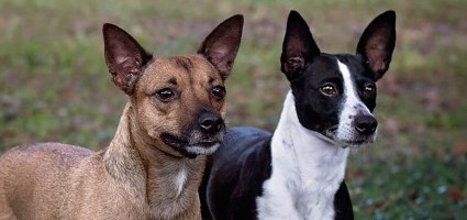 american hairless terrier kennel