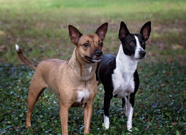 American Hairless Terrier dog breed