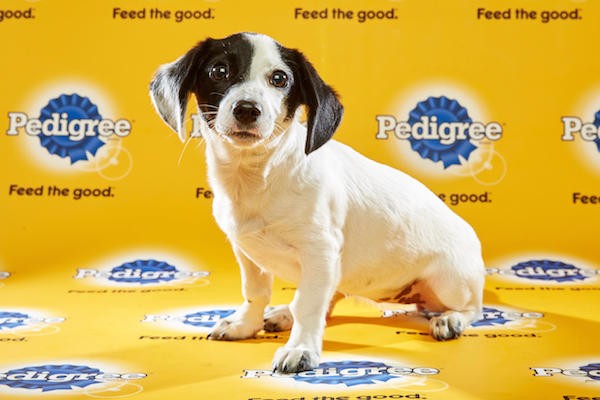 Bella. (Photo by DCL/Keith Barraclough)