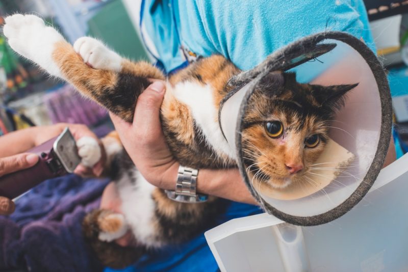 cat-wearing-a-cone-collar-while-being-groomed-or-declawed-by-vet