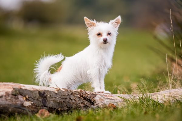 chihuahua mix dog leaning on a log outdoor