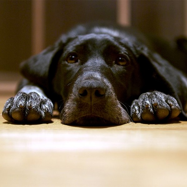 A black dog lying down on a hardwood floor.