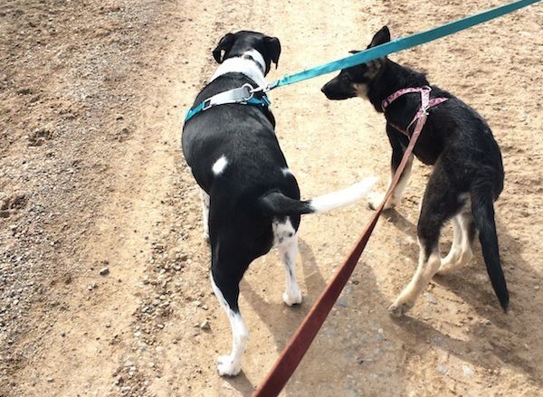 All dogs need clear, effective and reinforcing communication to learn to walk politely on leash. (Photo by Annie Phenix)