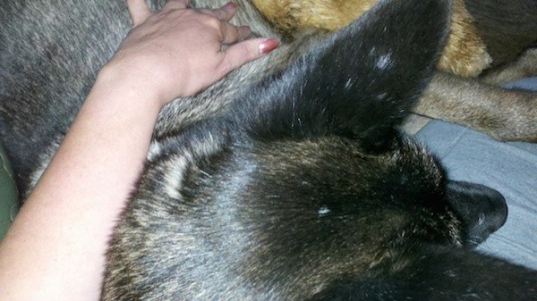 Lily and Lola, curling up with me on the couch. (Photo by Kat Merrill)