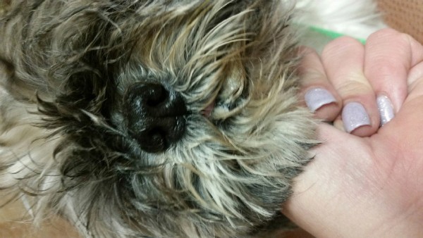 Oliver only has two teeth left, but Gesler says he eats like a champ.