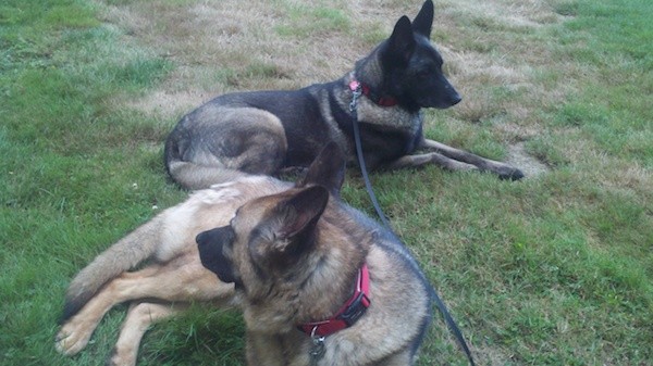 Lily, top, and Lola enjoying the outside. (Photo by Kat Merrill)