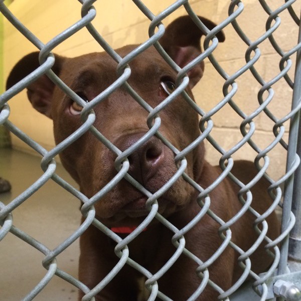Perhaps this shelter dog could have stayed with home with a little help from a Pets for Life type of program. Photo by Kezia Willingham.