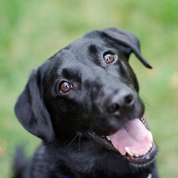A happy black dog with his tongue out.