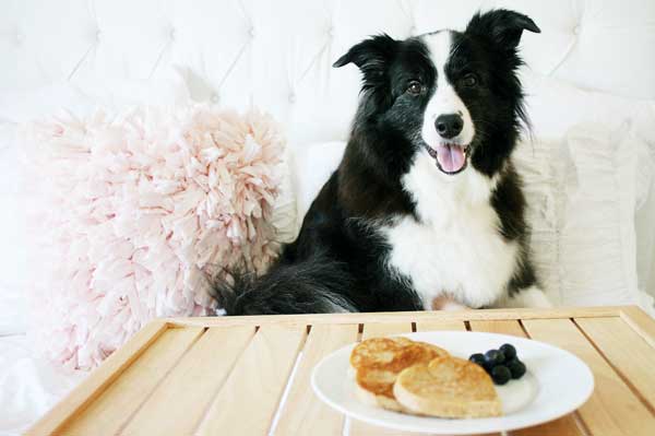 Dog with pancakes.