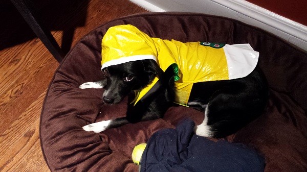Rocky will take living in an historic drought over looking like this every time.