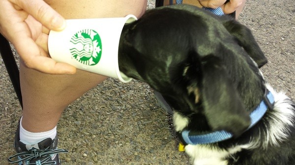 Rocky just can't get his day started without his overpriced cup of whipped cream.