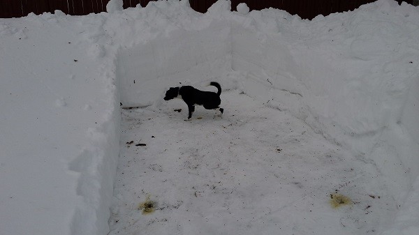 No more bathroom breaks in the frozen tundra for this guy.