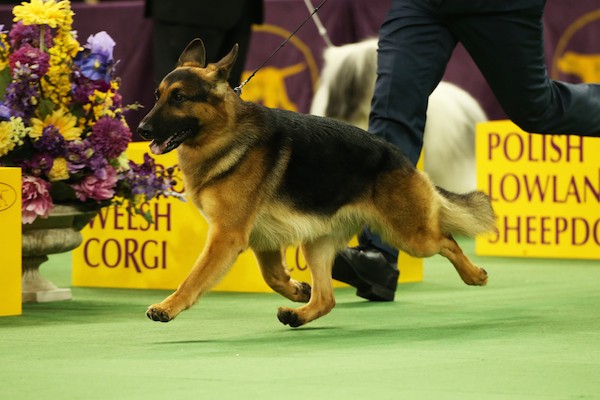 Rumor in the Westminster show ring. (Photo by Steve Surfman/Westminster Kennel Club)