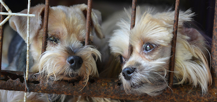 Why I No Longer Shop at My Local Mom-and-Pop Pet Store