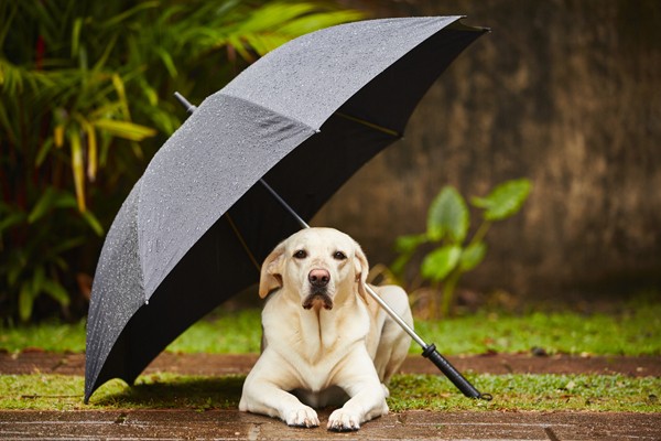 A dog under an umbrella.