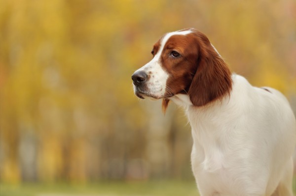 irish red and white setter dog breed