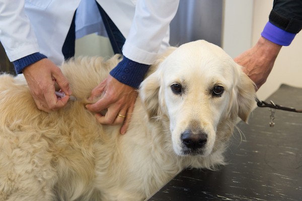 A golden retriever getting a vaccine.