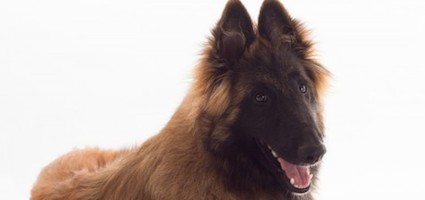 mahogany belgian tervuren