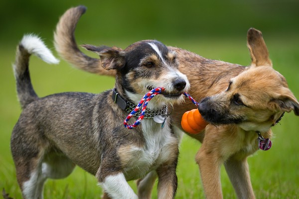Dogs playing by Shutterstock.