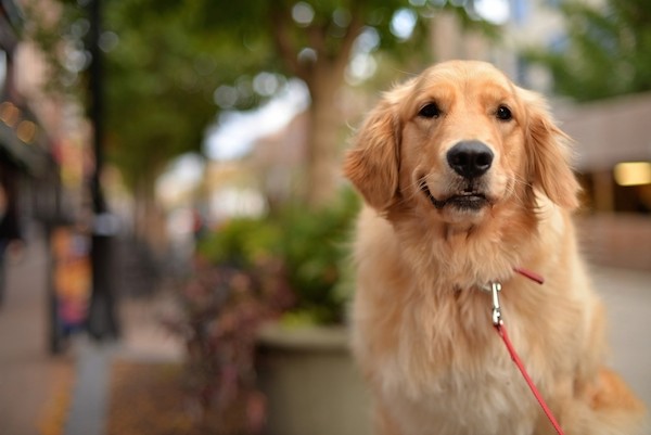 Golden Retriever by Shutterstock.