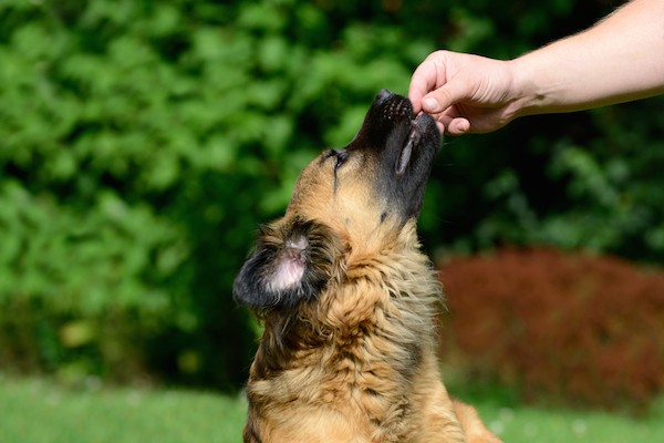Dog getting treat by Shutterstock.