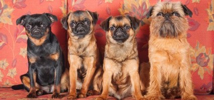 Get To Know The Brussels Griffon The Grumpy Looking Gremlin