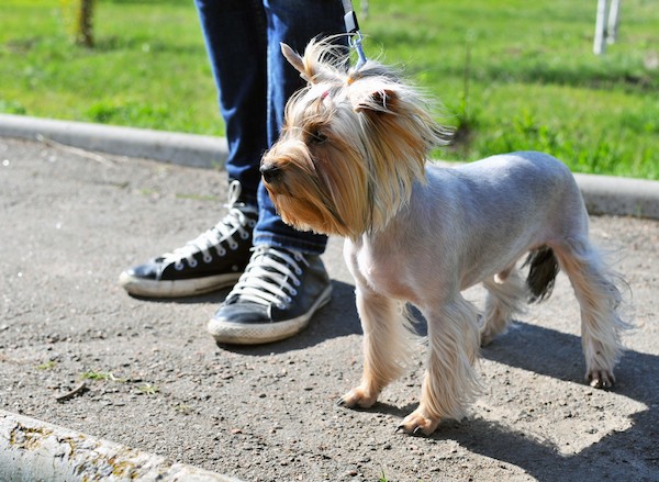 Man with dog by Shutterstock.