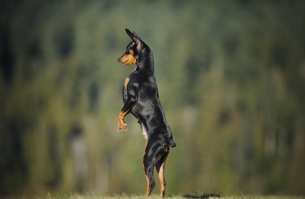 Miniature Pinscher with docked tail by Shutterstock.