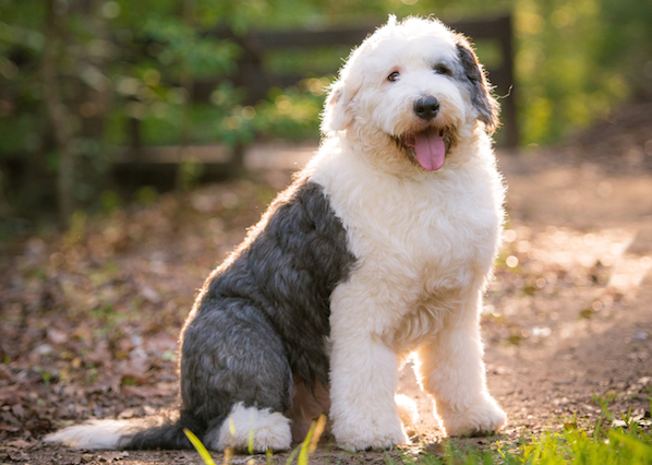 Me at the park by Shutterstock. See how happy I look?