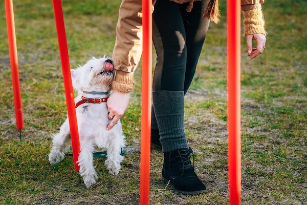 Dog and woman practicing agility by Shutterstock.