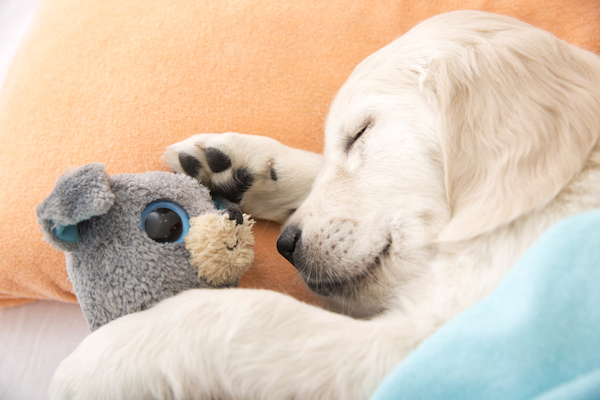 Letting Your Puppy Sleep in Your Bed? Here's How to Do It ...