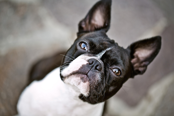 Boston Terrier.