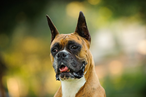 Boxer with cropped ears by Shutterstock.