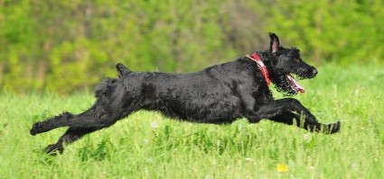 get to know the giant schnauzer the schnazzy show dog