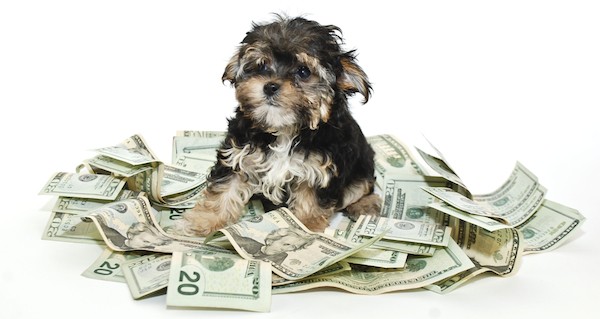 Morkie on a pile of money by Shutterstock.