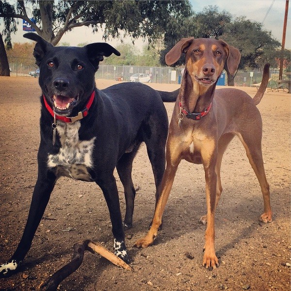 My Dog Has 7 Different Barks Here's What They Mean! Dogster