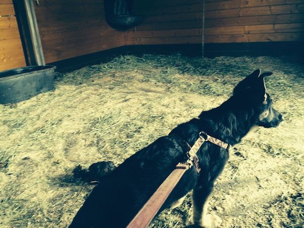 zeldaharness