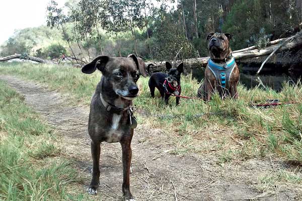 Small Breed Of Dogs Named After An Island Small Breed Of Dogs Named After An Island