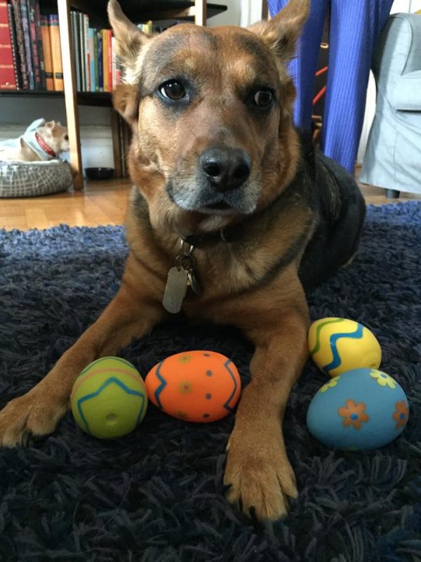 squeaky easter eggs (photo credit Sassafras Lowrey)