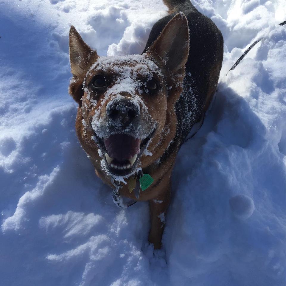 most reactive dog breeds