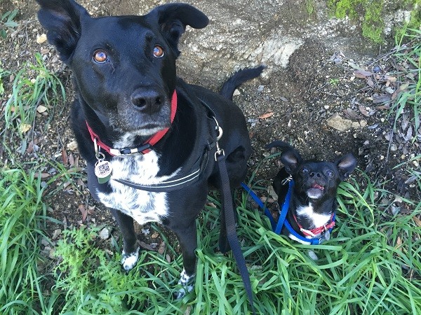 If Riggins was purse size he would probably look a lot like his buddy Louie. (Picture by Wendy Newell)