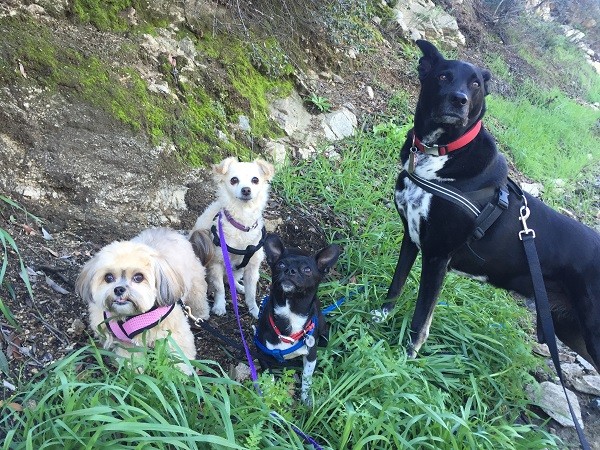 Riggins with his "little" friends, Chloe, Dot, and Louie. (Photo by Wendy Newell)