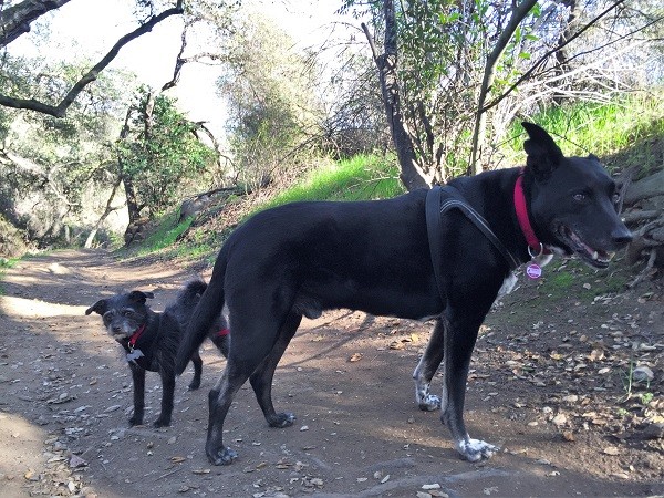 Riggins with his little friend Monkey (Photo by Wendy Newell)