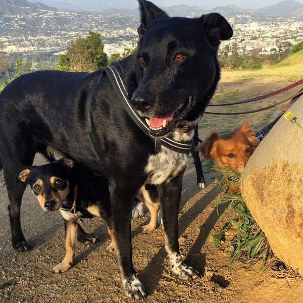 Riggins is big enough that his friend Chippy can hide underneath him! (Photo by Wendy Newell)