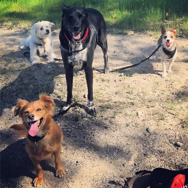 Riggins has to hold the leashes of his little friends, Mikey, Sam and Shirley. (Photo by Wendy Newell)