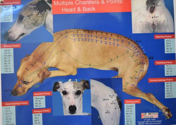 Acupuncture-for-dogs