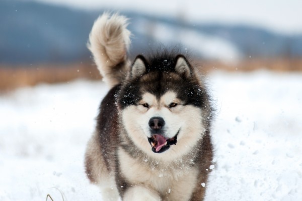 Alaskan Malamute. 